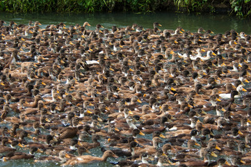 A Carpet of Ducks 2
