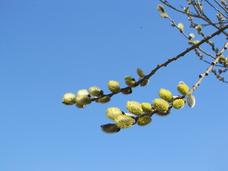 spring willow, with a bee, on a background of blue sky