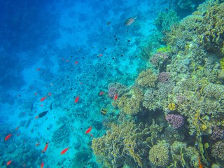 Coral reef with fish