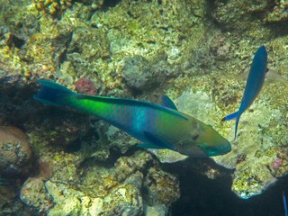 Coral reef with fish