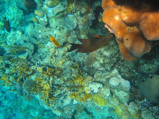 Coral reef with fish