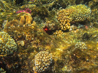 Coral reef in the Red Sea
