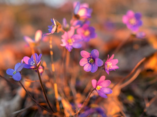 wild whistles, beautiful bright colors, sunset light