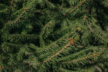 fir tree branches