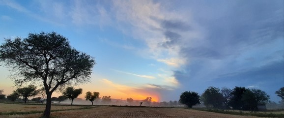 sunset in the forest