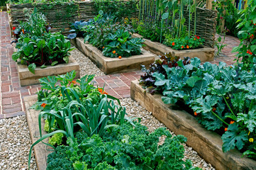 Childrens edible vegetable garden in raised beds with vegetable selection and flowers - obrazy, fototapety, plakaty