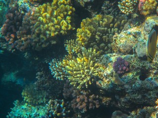 Plakat Coral reef with fish