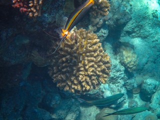Coral reef with fish