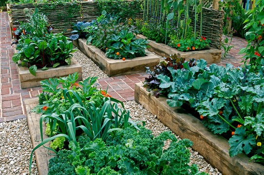 Childrens edible vegetable garden in raised beds with vegetable selection and flowers