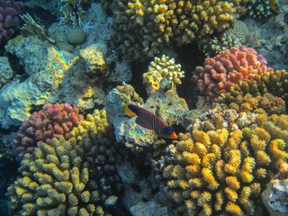 Coral reef with fish