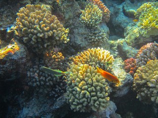 Coral reef with fish