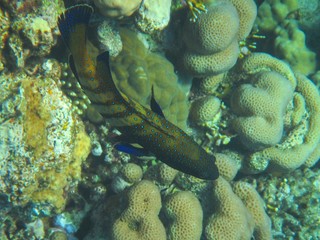 Coral reef with fish