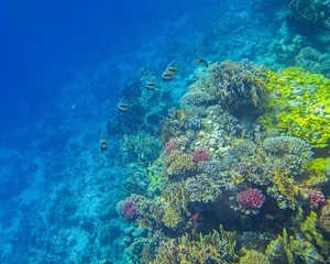 Naklejka na ściany i meble Coral reef with fish