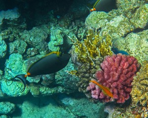 Coral reef with fish