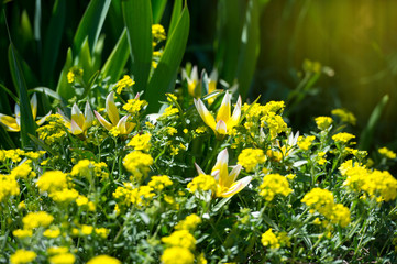 Flowering Golden Alyssum (Aurinia saxatilis) and tulips in garden.