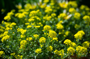Obraz premium Flowering Golden Alyssum (Aurinia saxatilis) and tulips in garden.