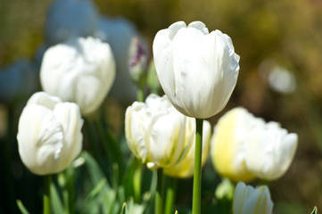  In Full Bloom. Tulips in garden in sunny day. Spring flowers. Gardening.