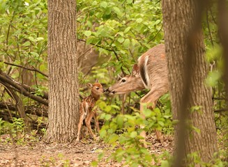 newborn fawn being kissed by doe