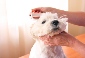 Female groomer hand cutting nails of the white dog. Care for a dog's hair. 