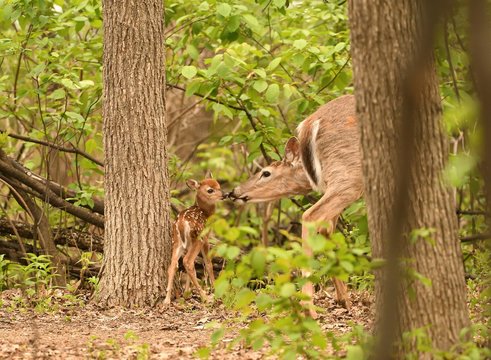 Newborn Fawn Being Kissed By Doe