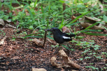 Male pied bushchat bird eating a worm.