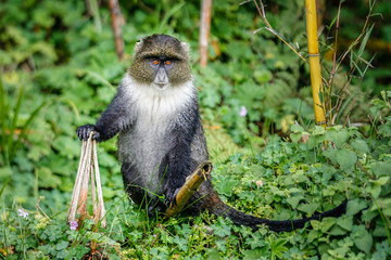 Monkey sits on a stick against a background of greenery