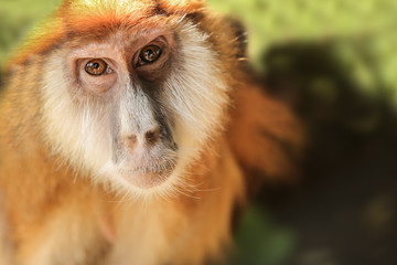 The monkey  looks at the camera, sitting on the grass. View from above.