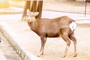 Obraz premium Hart young deer in Nara park area without antler looking something with sun flare background.