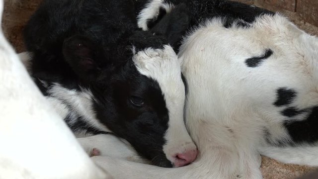 Newborn Dutch black with white calf on hay in a farmhouse. Portrait of calf lies in straw on farm. Newborn animal 
