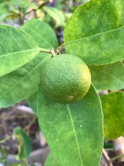 green walnuts on tree