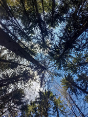 view into the treetops - panorama from the needle forest