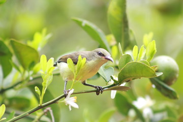 bird on a branch