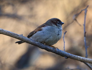A Sparrow sitting on a tree branch