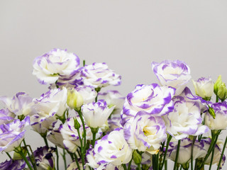 Delicate flowers eustoma white and violet color with copy space. Slide to the cards. Beautiful Lisianthus flowers as a symbol of spring and beauty. Screen saver or blank for the designer