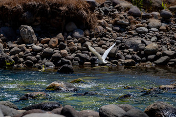 Great white heron flies over the river