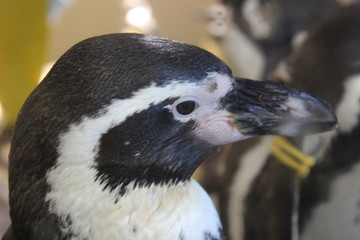 Naklejka premium close up of a penguin