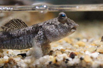 かわいいハゼの横顔　驚いているような悩んでいるような顔