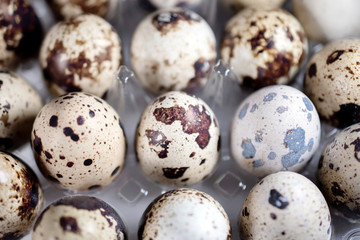 macro photo of small quail eggs in a tray