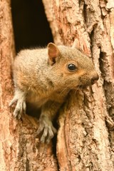 Naklejka na ściany i meble grey squirrel looking out of tree crack