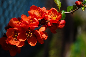 Red flowers of henomeles; spring background
