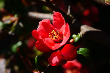 Red flowers of henomeles; spring background