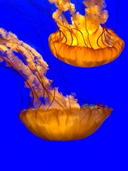 Yellow jellyfishes on a blue background