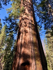 Ancient Sequoia Tree Trunk in Yosemite National Park, California