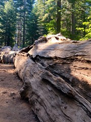 An ancient log sequoia tree in Yosemite National Park, California