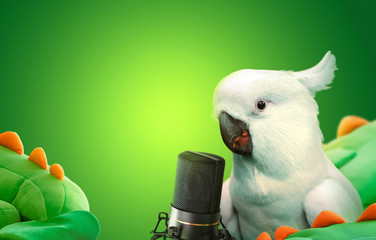 Talking cockatoo parrot with a microphone