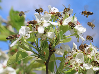 honey bees pollinating white blossoms of a pear tree with blue sky background, close up, macro shot...