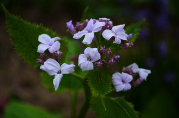 Blooming Dame's Rocket ( Hesperis matronalis ) close-up with violet blossoms in the garden