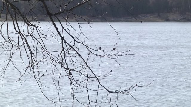 A alder branch bent over the river. On the opposite bank, the forest is reflected in the water. A sunny spring day. 
