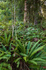 Fototapeta premium Ferns in forest near Kepler track in New Zealand