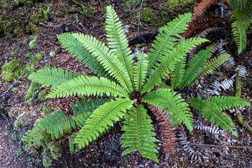 Ferns in forest near Kepler track in New Zealand